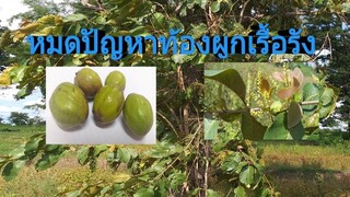 สมอไทยรักษาอาการท้องผูกเรื้อรังได้อย่างชงัก แก้อาการริดสีดวงทวาร/โดยฮอยไทยอีสาน