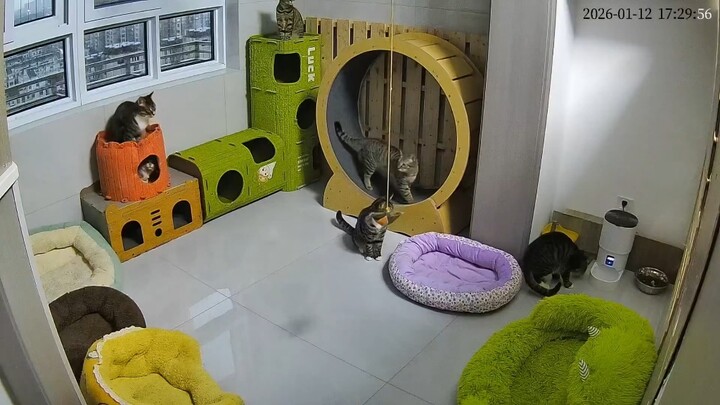 TV Mèo Ngốc: Một quả bóng bay gây nên cảnh hỗn loạn trong doanh trại của Hakimi