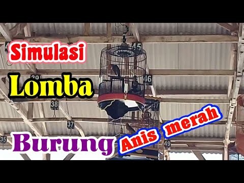 simulasi lomba burung anis merah