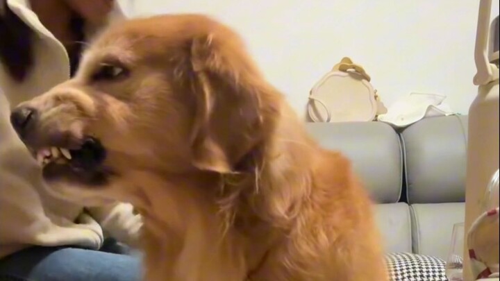 Dog: If you’d just slapped me earlier, none of this would’ve happened!