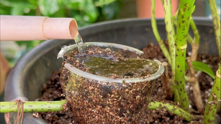 3 Ways to Propagate Hydrangeas