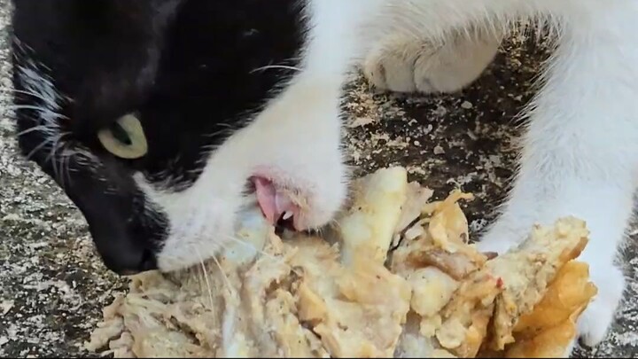 Mijau - Cat's lunch