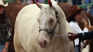 Rasakan sendiri: Kuda Quarter yang tak terkalahkan dalam sprint jarak pendek