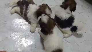 cute dogs