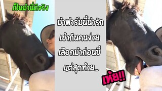 รวมคลิปตลกๆ : นี่มัน…ม้ากินคน!!