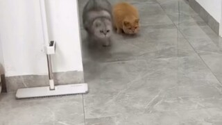 Combo nhỏ mượt mà