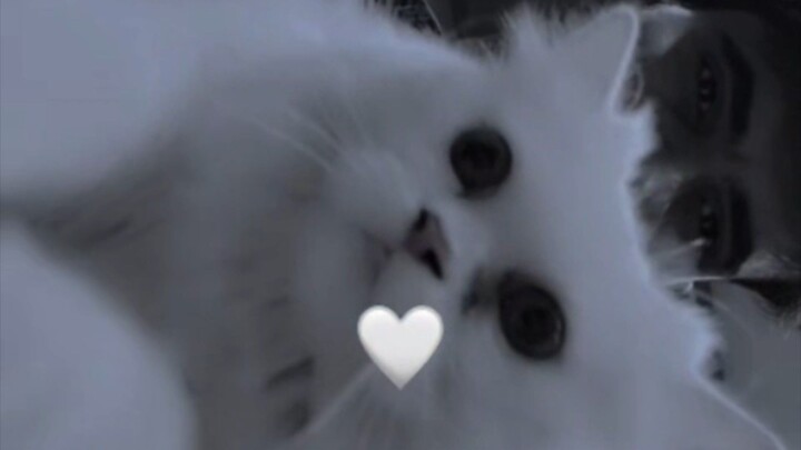 Cat videos