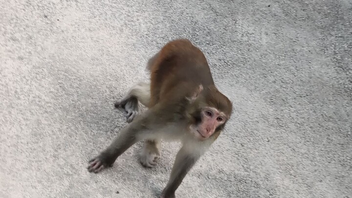 The monkeys in Mount Emei cried when they saw them and were almost beaten by them