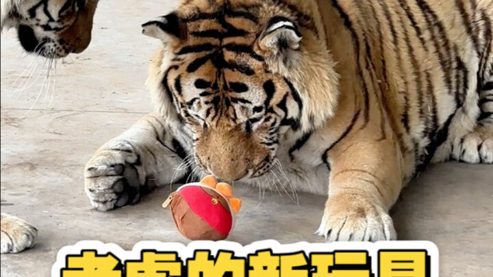 玩具挺好的，就是不经玩。