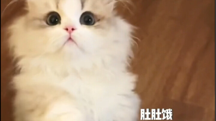 เช้าไม่อยากลุกจากเตียง อย่ามองตากับแมวเด็ดขาด… มิฉะนั้นเธอจะ…
