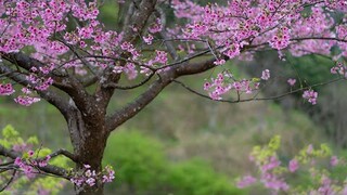 #Tony的精心攝記- 三峽大熊櫻花林  #三峽大熊櫻花林 #熊空秘境 #櫻花 #三峽景點 #三色櫻 #八重櫻  #福爾摩沙櫻 #香水櫻 #吉野櫻