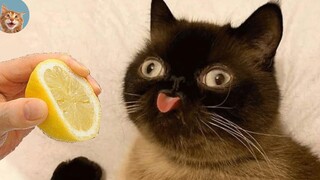Funniest Cats - Best Of The 2021 Funny Animal Videos MEOW