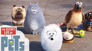 รีวิว The Secret Life Of Pets เรื่องลับแก๊งขนฟู!