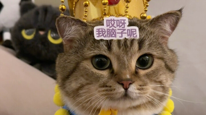 Selera estetika kucing kecil memang misterius