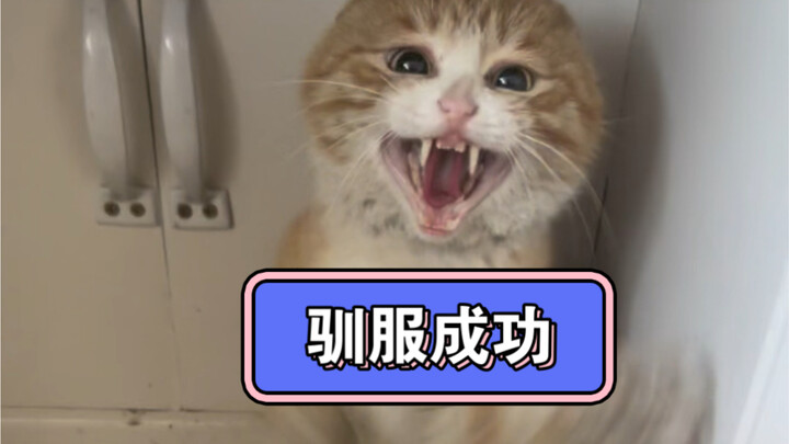 Akhirnya berhasil menjinakkannya, kalau dia terus menggigit aku pasti akan mendidiknya dengan baik