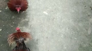 9 months old vs 11 months old