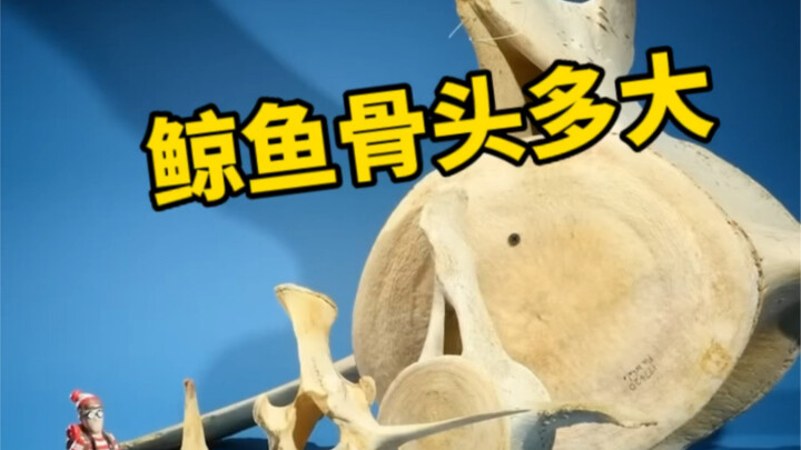 How big are whales, really? Is there a more relatable comparison?