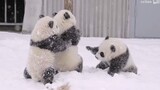 [Hewan] Perkelahian Bayi Panda