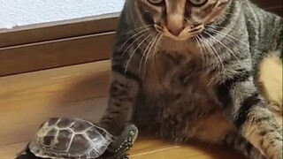 The owner gave the little turtle a few mini skateboards, and it was happy, but the cat at home becam