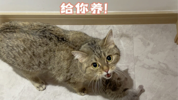 Cat: If you’re this good at teaching, you must be great at raising them too!