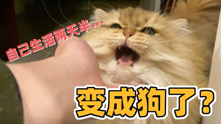 Mochi Golden Tabby di rumah sendiri, menggonggong pada ayah yang pulang? Mengikuti setiap langkahnya