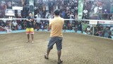 6stag derby UNITED CATANDUANES GAMECOCK BREEDERS ASSO.Jan 2024
