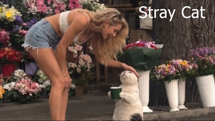 Stray cat front flower shop