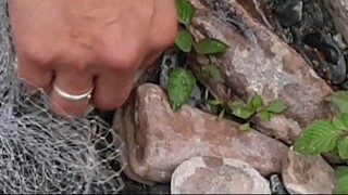 cast net fishing in Nepal | cast netting | himalayan trout fishing |