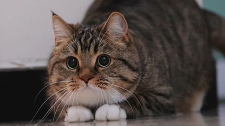 สเตบิไลเซอร์หัวแมว