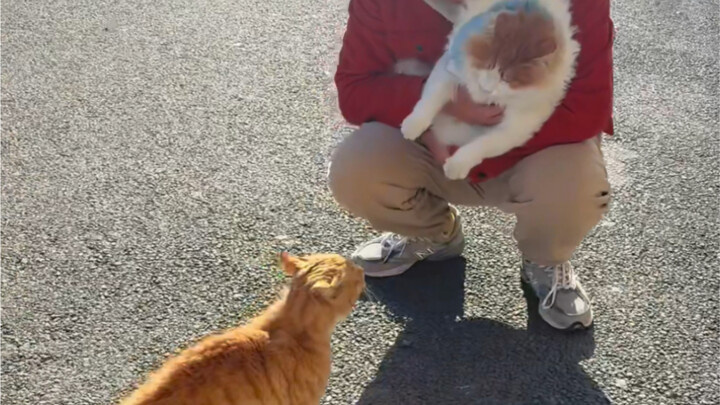 Disarankan untuk berteman dengan beberapa kucing jalanan—kenalan itu memudahkan urusan!