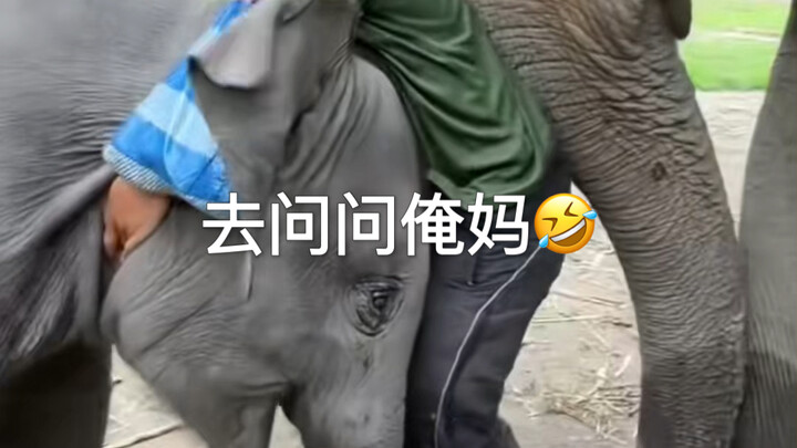 Chuột cười 🤣 Voi con được đưa thẳng đến trước mặt mẹ ruột