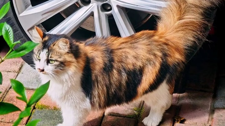 Dalam dunia anime, sama saja dengan idola favoritmu yang tiba-tiba muncul langsung di depanmu.