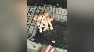 Nghịch lắm yeucho yeuchomeo cún cúncon chó chómèo chócon chó_cưng chókhôn yeuchomeo cưng chócute pet dog dogsoftiktok doggo animals