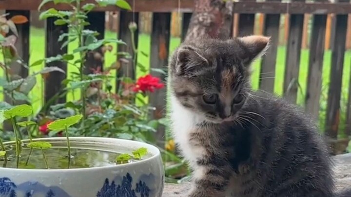 In cats’ eyes, humans might be gods—or just handy tools.