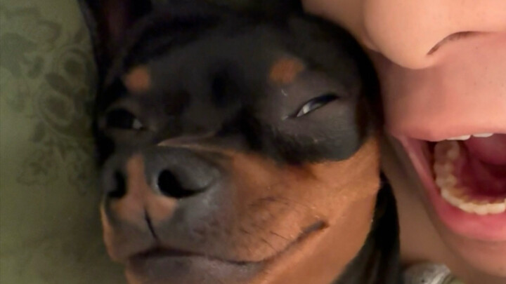 A low-energy day in the life of a pet blogger vlog #cutepets #funnyanimalantics #dailyvlog