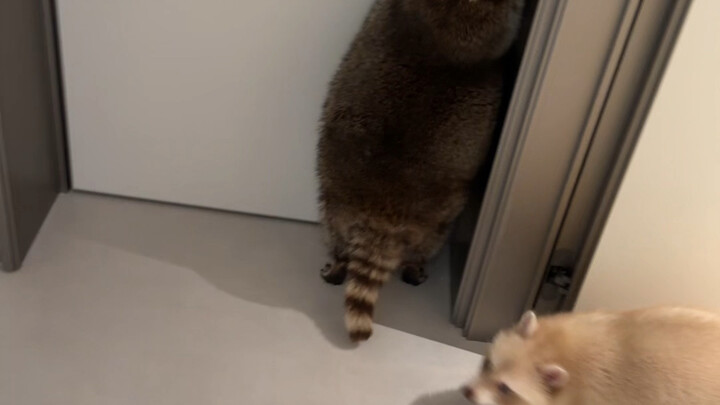 If you can't see it, it's just being mischievous #Raccoon