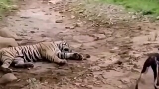 Doggy: I was wrong—I thought this was Pingyang.