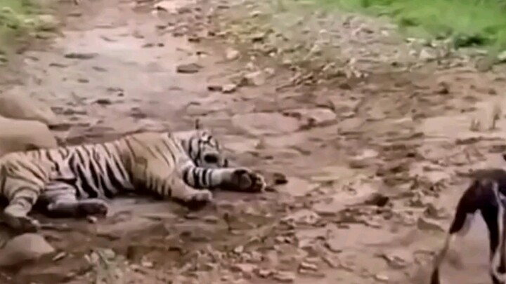 หมาตัวน้อย: ฉันผิดไปแล้ว นึกว่าที่นี่คือผิงหยาง