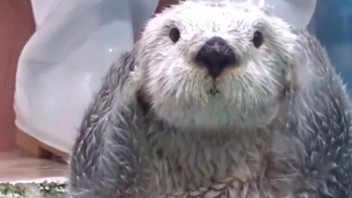 This guy knows he’s super cute!