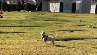 网友带狗狗去墓地，看望去世不久的母亲。它明明是第一次来，却一下就找到了她