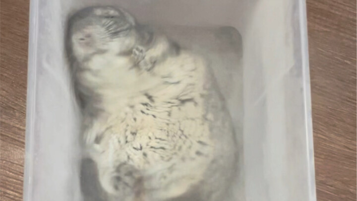 The video of the little chinchilla taking a bath is here! (Uncovered version)