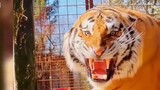 Betapa lembutnya harimau Siberia! Kucing oranye terbesar di dunia! Anda akan gegabah jika tidak meli