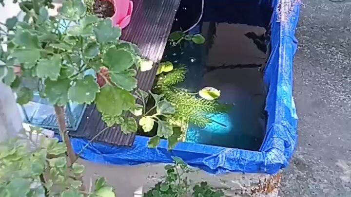 my fish