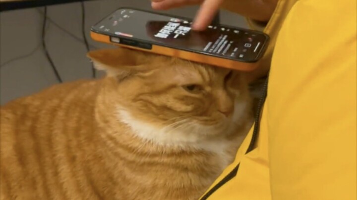 Not a single kibble is eaten for free!