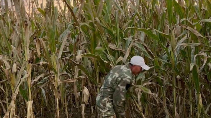 Dù gia đình không giàu có nhưng Lao Bảo chưa bao giờ chịu đói như Tiểu Bảo.