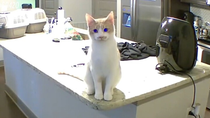 从责备猫猫到原谅猫猫只需要5秒