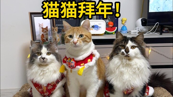 Dogs, we’re already wishing everyone a happy New Year in advance~