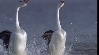 นี่แหละคือกังฟูลอยน้ำที่แท้จริง!