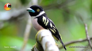 Burung Mungil Yang Nyaris Terancam Kepunahan