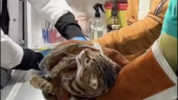 You shouldn’t keep this kind of cat—it might stress out its owner…